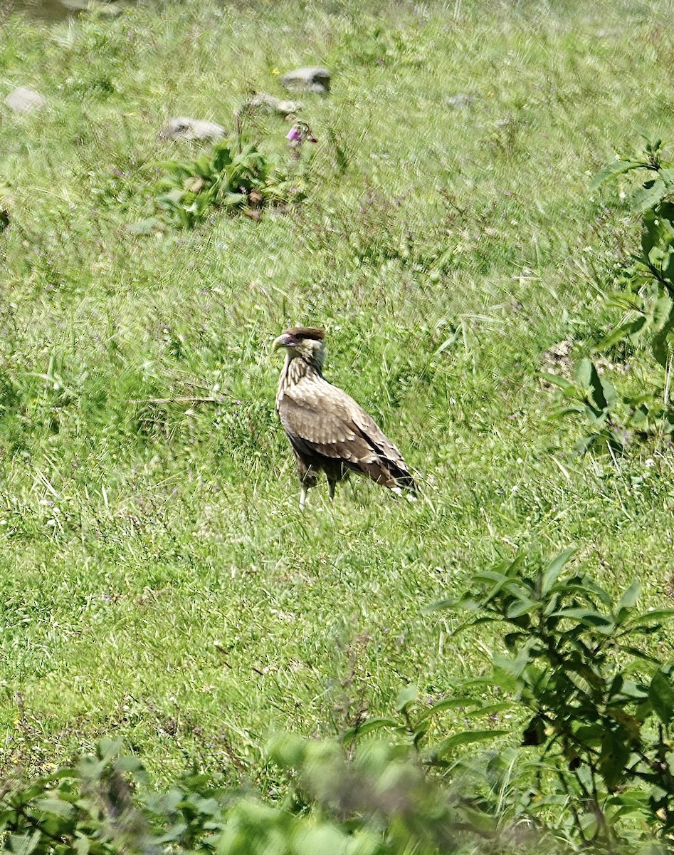 Crested Caracara (Southern) - ML619825088