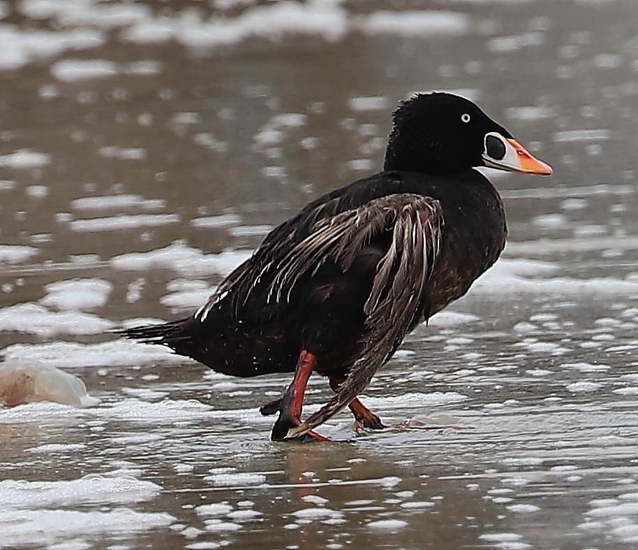 Surf Scoter - ML619825095