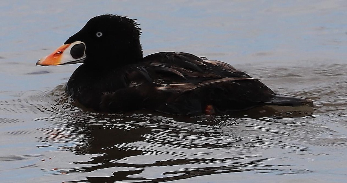 Surf Scoter - ML619825096