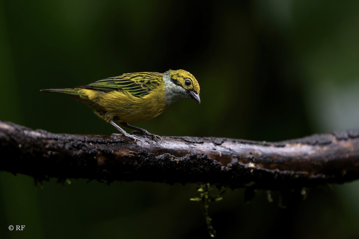 Silver-throated Tanager - ML619825108