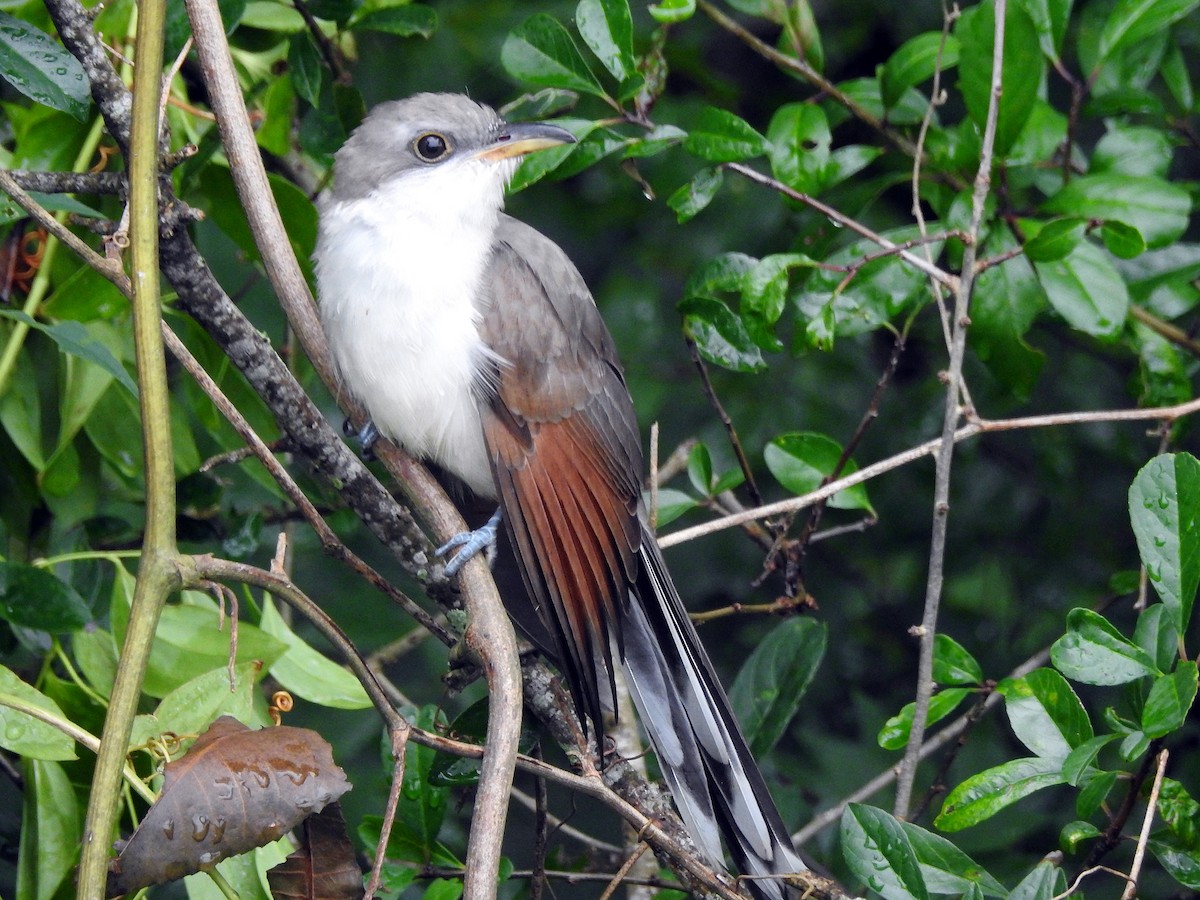 Yellow-billed Cuckoo - ML61982511