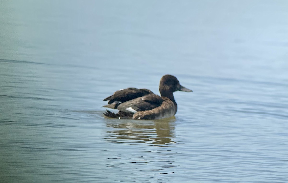 Lesser Scaup - ML619825120