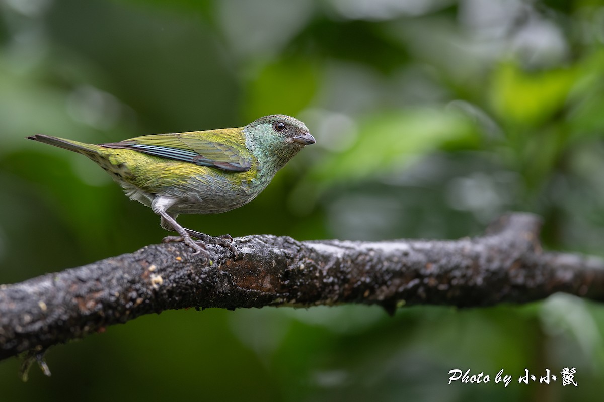 Black-capped Tanager - ML619825130