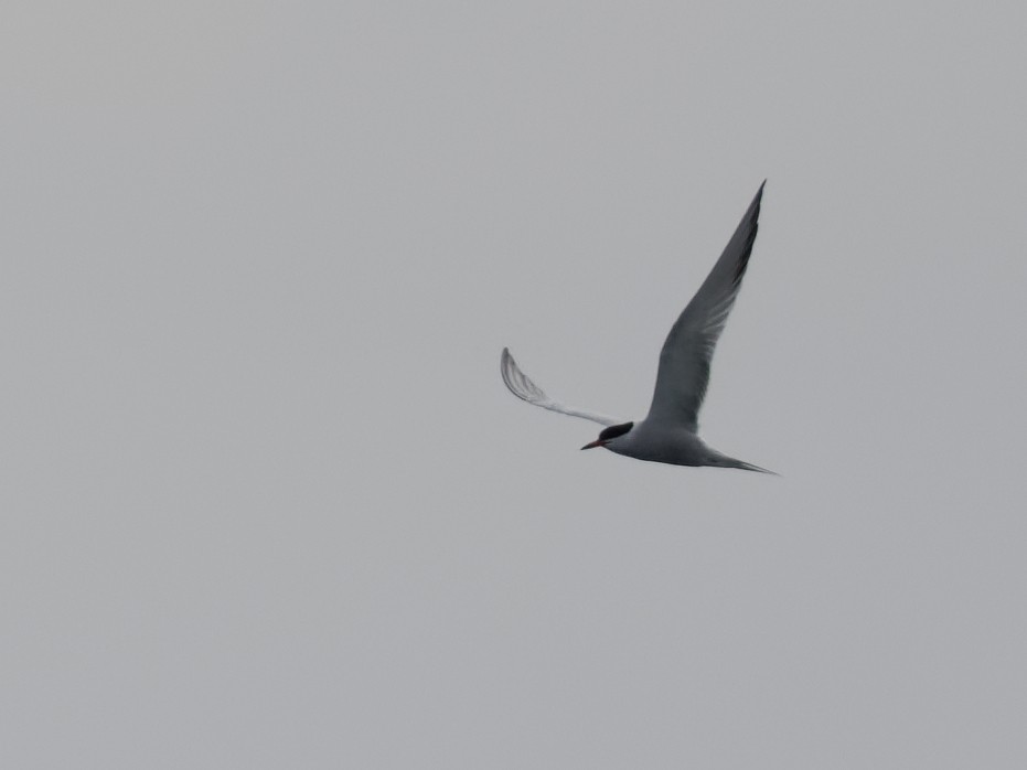 Common Tern - ML619825138