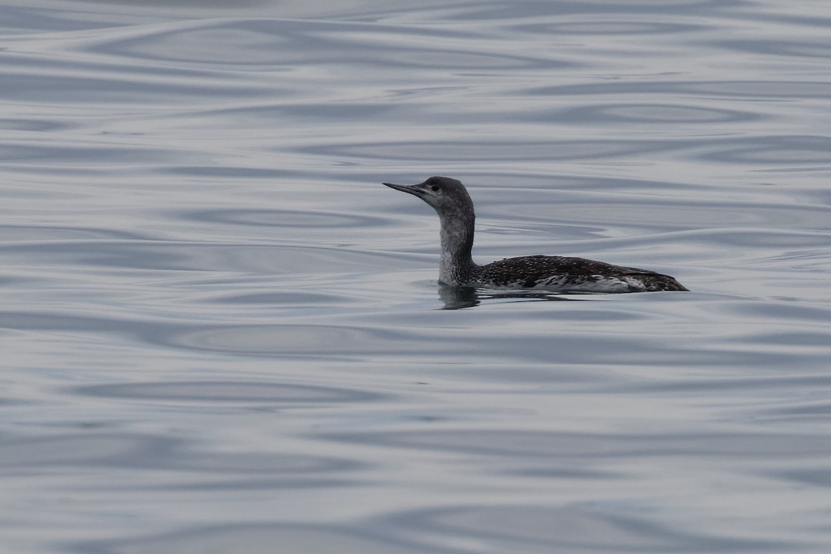 Red-throated Loon - ML619825139