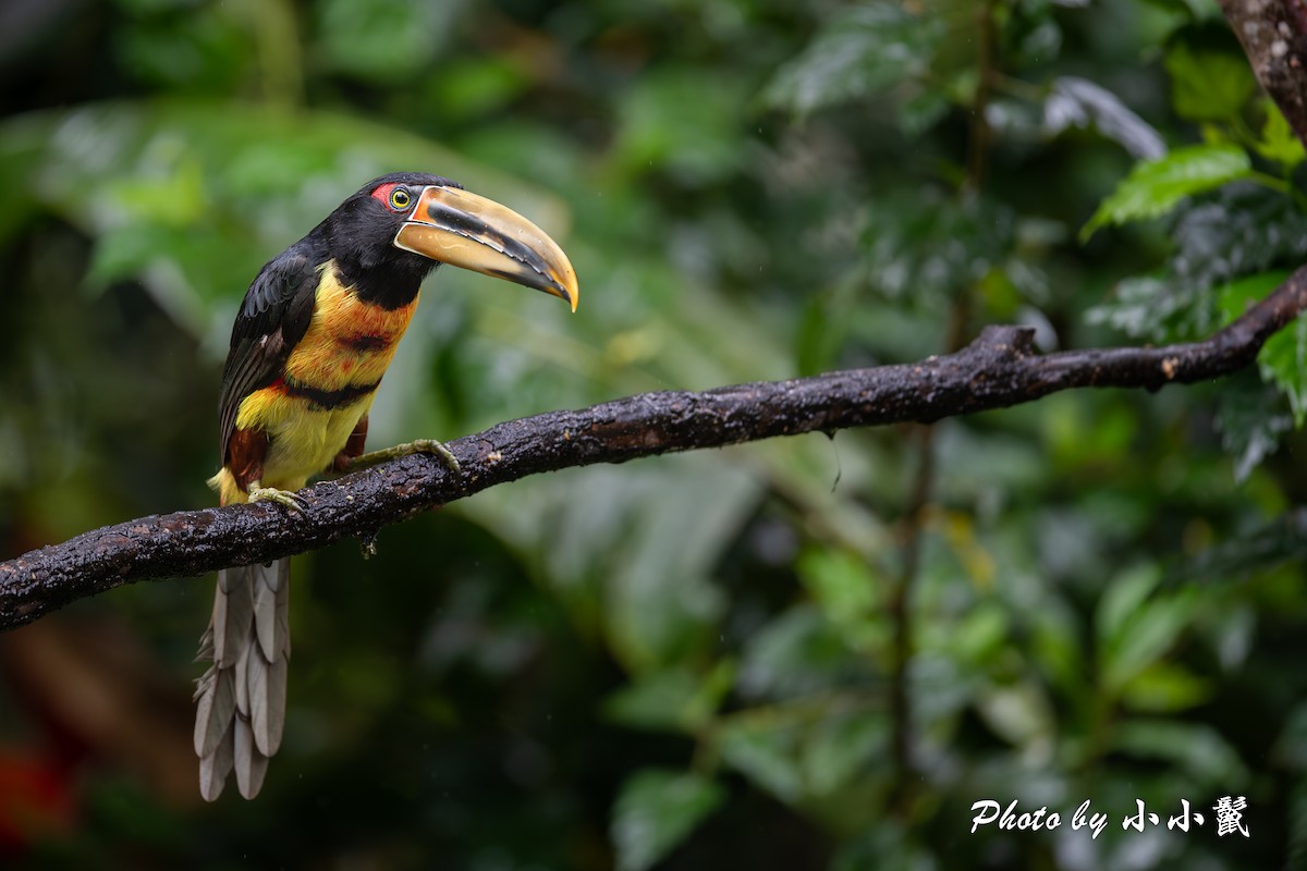 Collared Aracari (Pale-mandibled) - Hanyang Ye