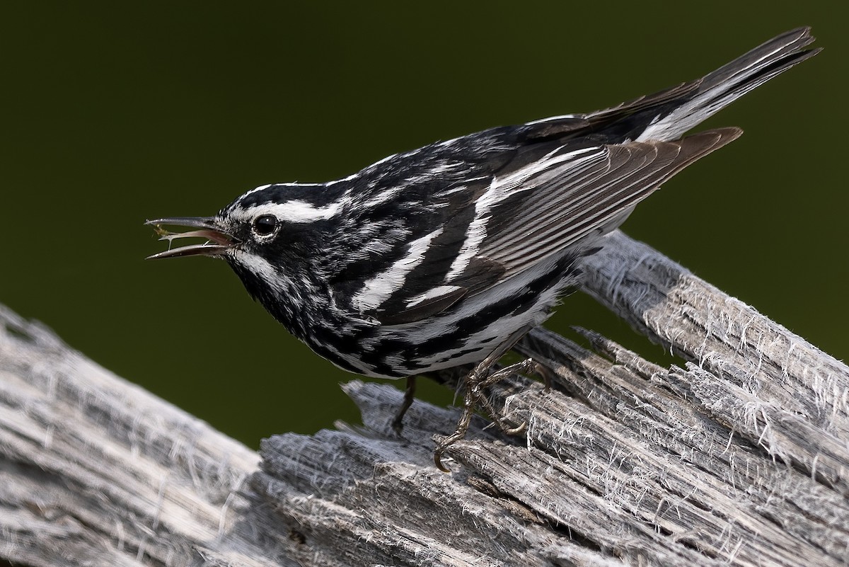 Black-and-white Warbler - ML619825153