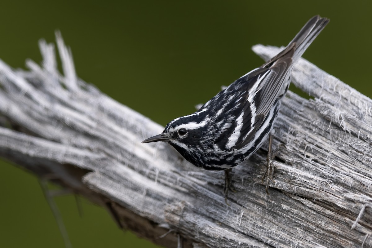 Black-and-white Warbler - ML619825154