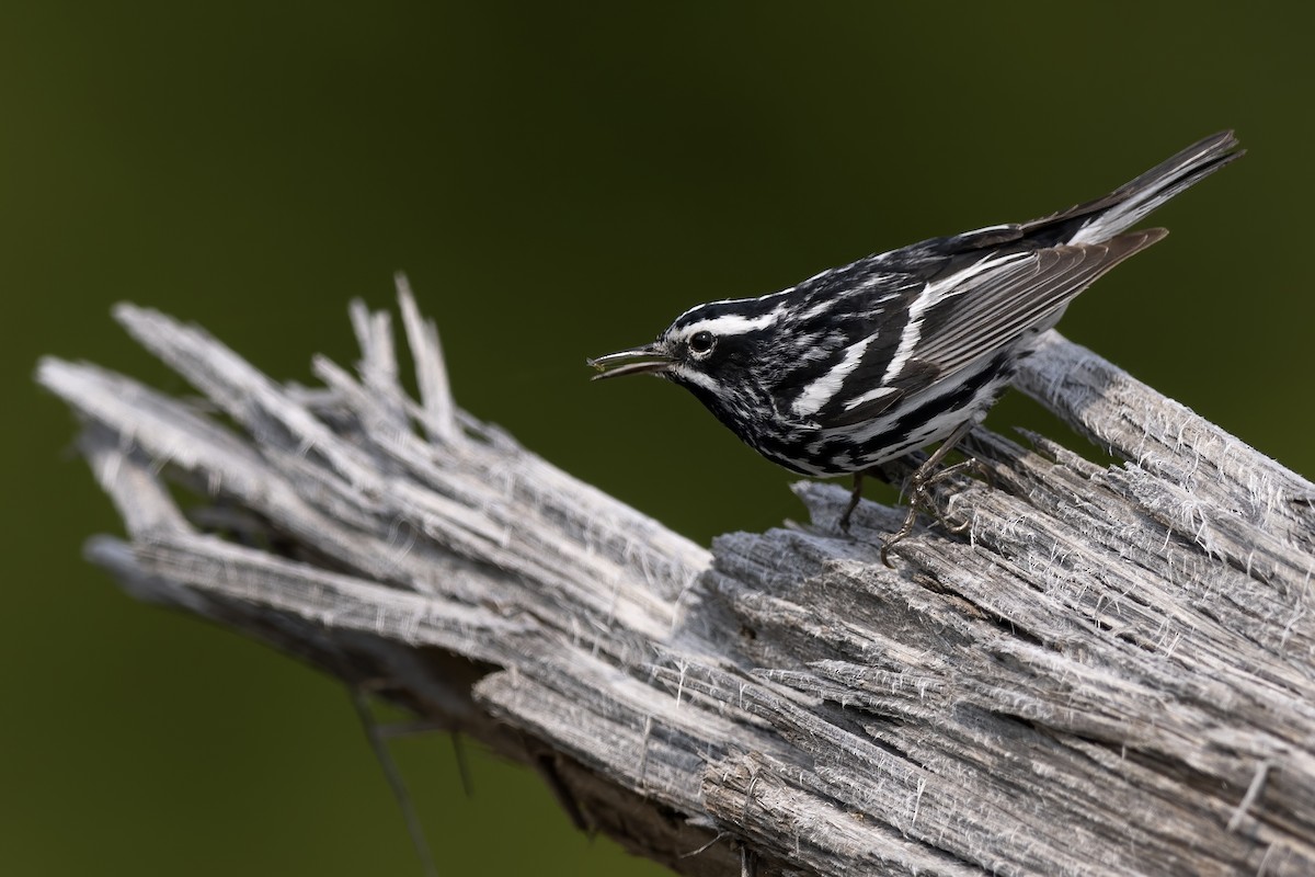 Black-and-white Warbler - ML619825155