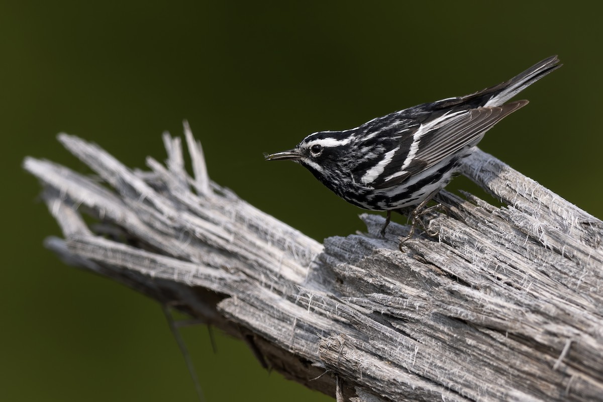 Black-and-white Warbler - ML619825156