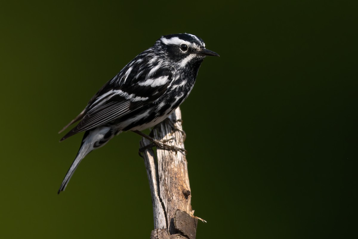 Black-and-white Warbler - ML619825157
