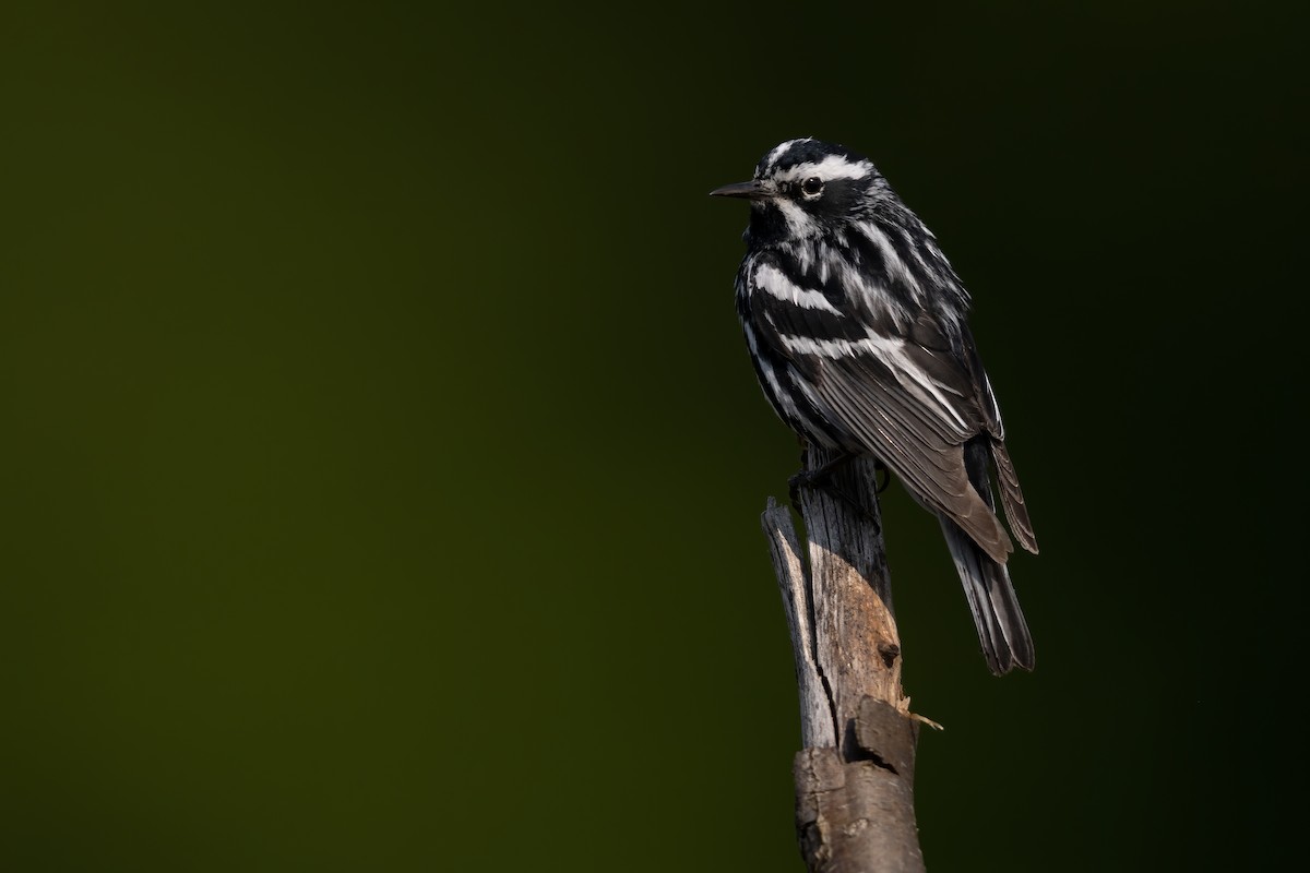 Black-and-white Warbler - ML619825158