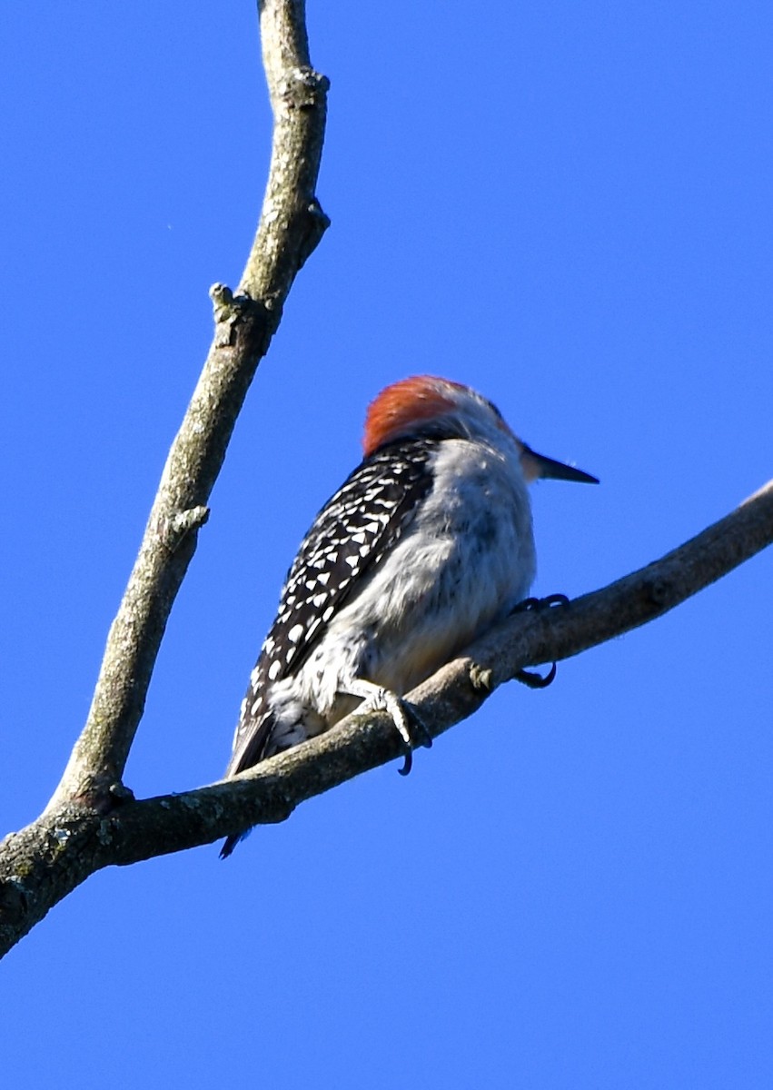 Red-bellied Woodpecker - ML619825159
