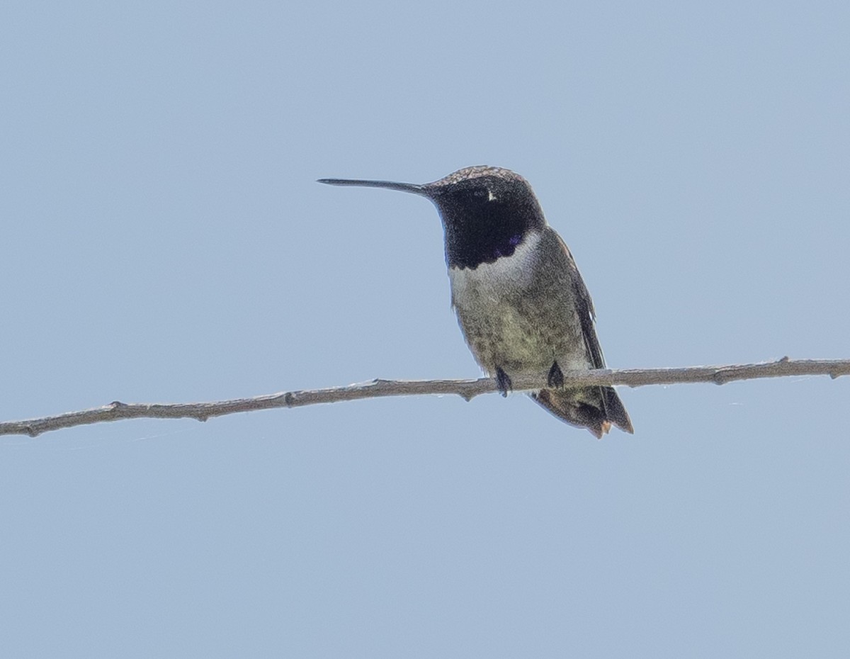 Black-chinned Hummingbird - ML619825165
