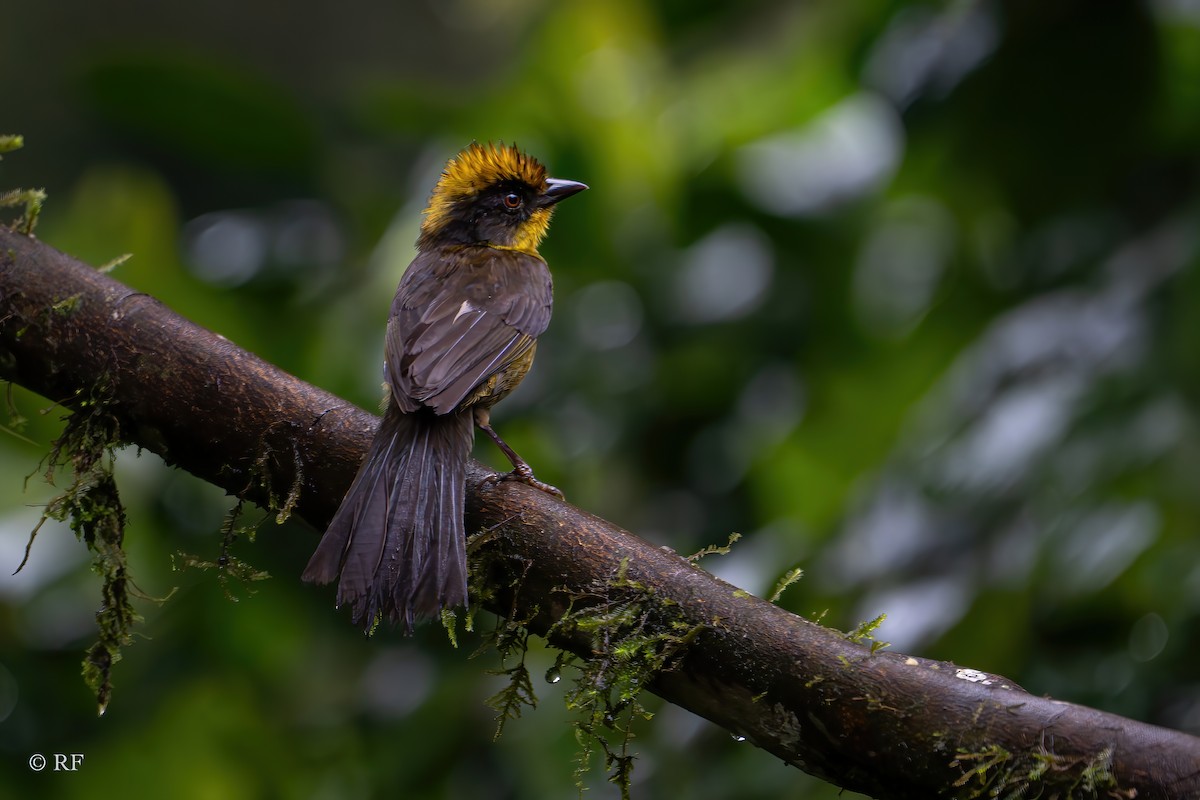 Tricolored Brushfinch (Choco) - ML619825169