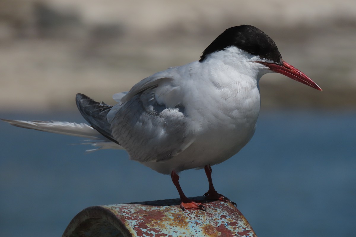 South American Tern - ML619825184