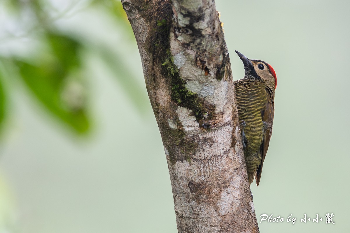 Golden-olive Woodpecker - ML619825194