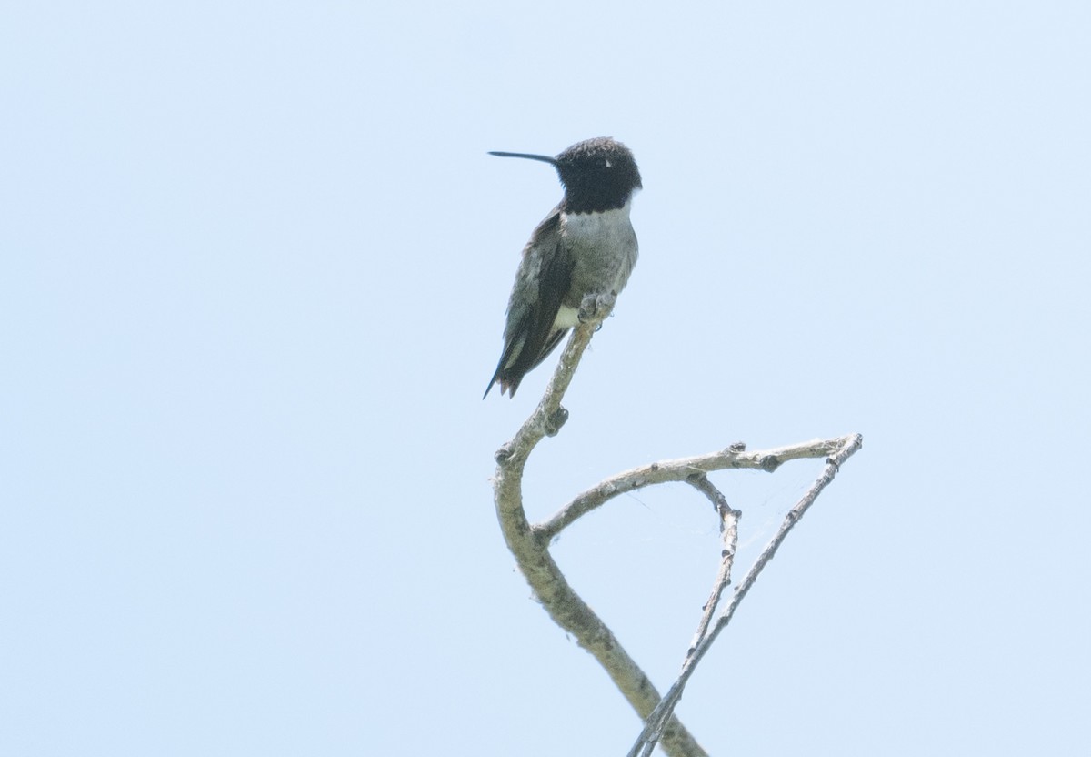 Black-chinned Hummingbird - ML619825196