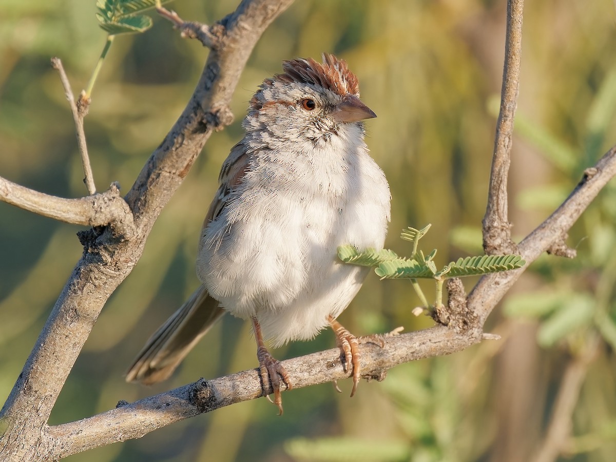Rufous-winged Sparrow - ML619825197