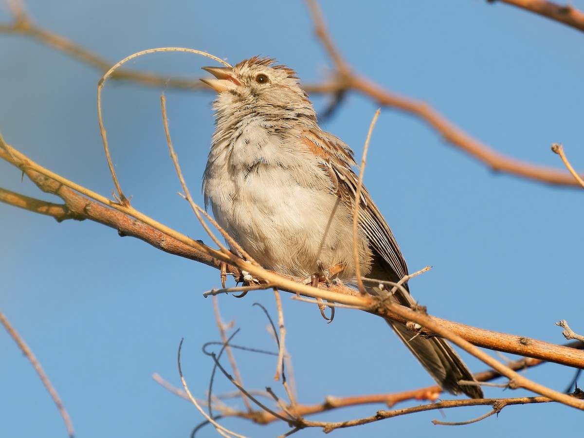 Rufous-winged Sparrow - ML619825198