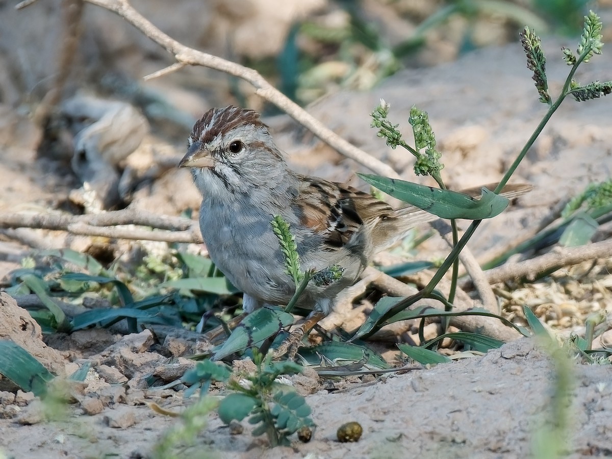 Rufous-winged Sparrow - ML619825199