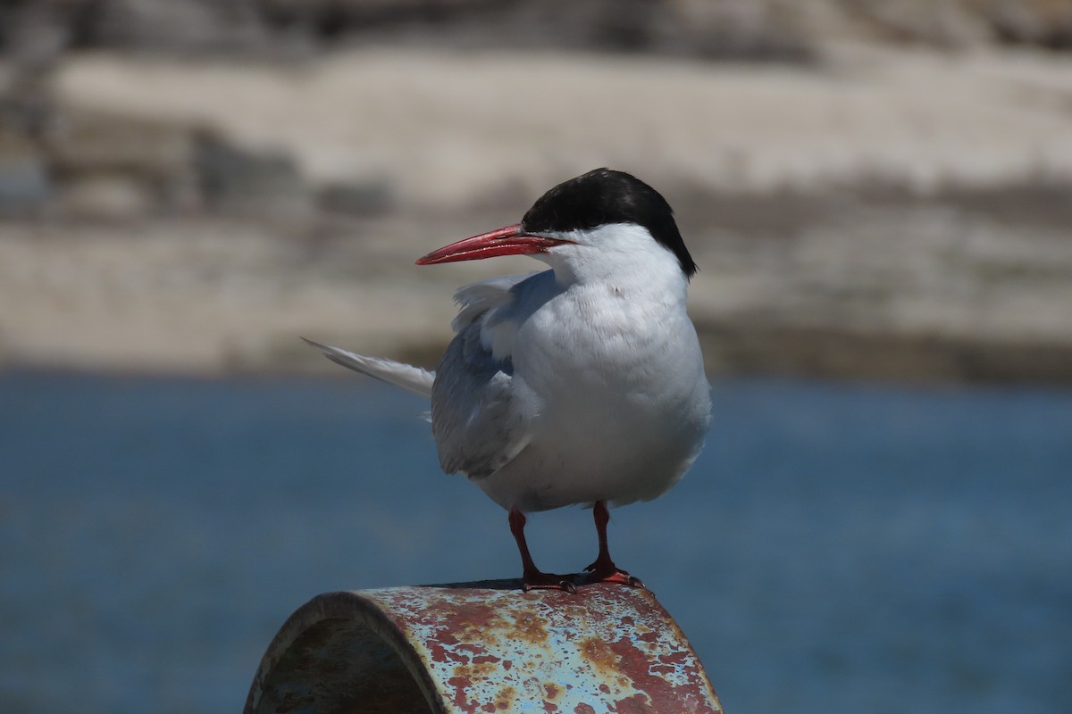 South American Tern - Lior Dor