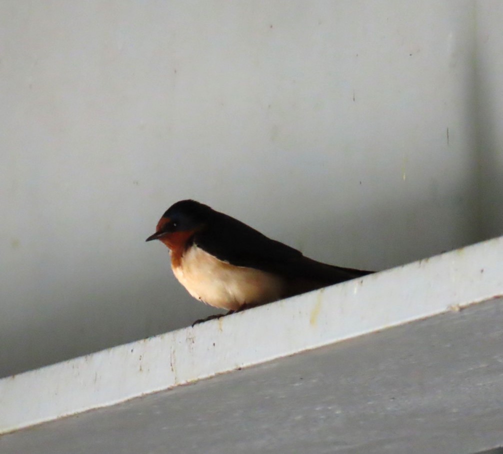 Barn Swallow - ML619825229