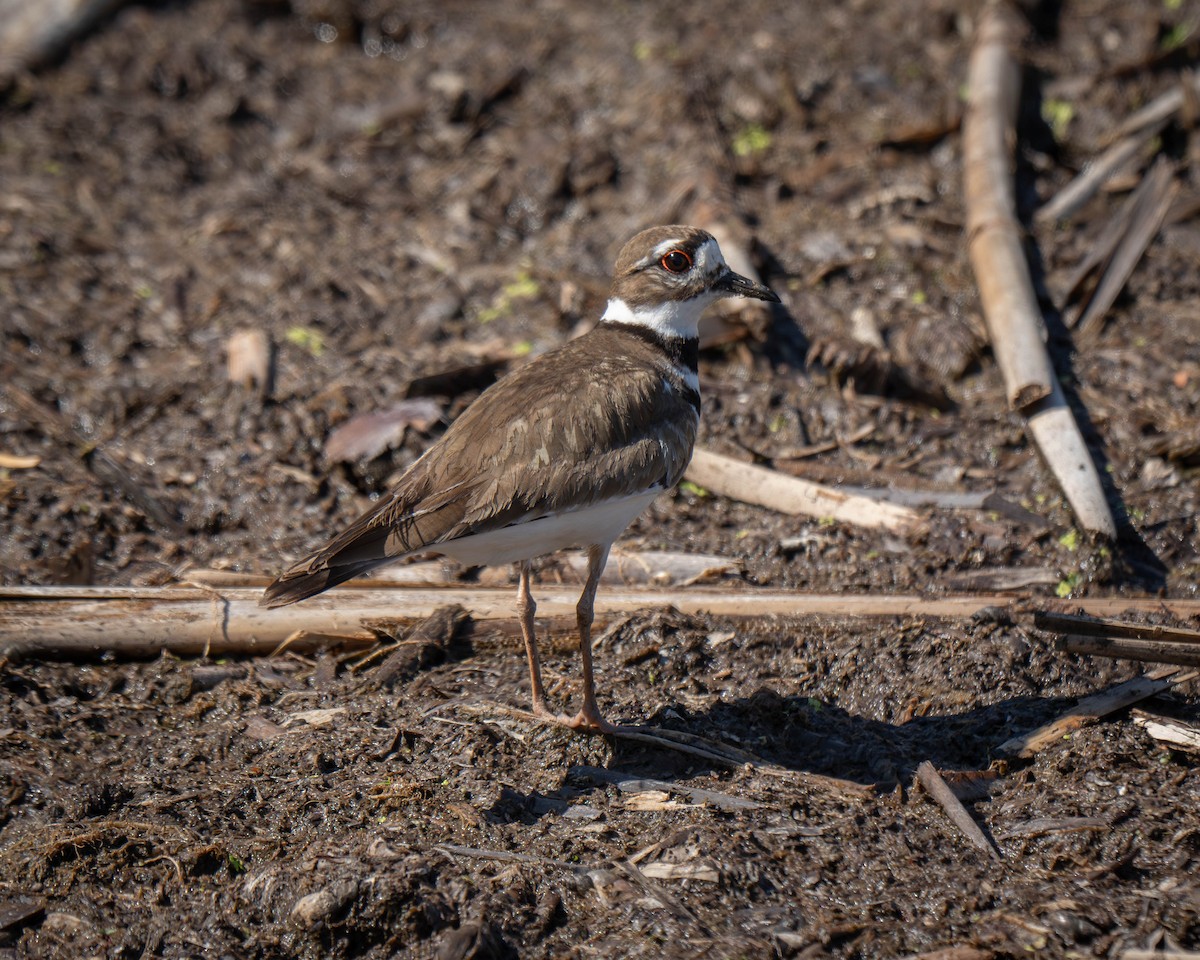 Killdeer - ML619825238