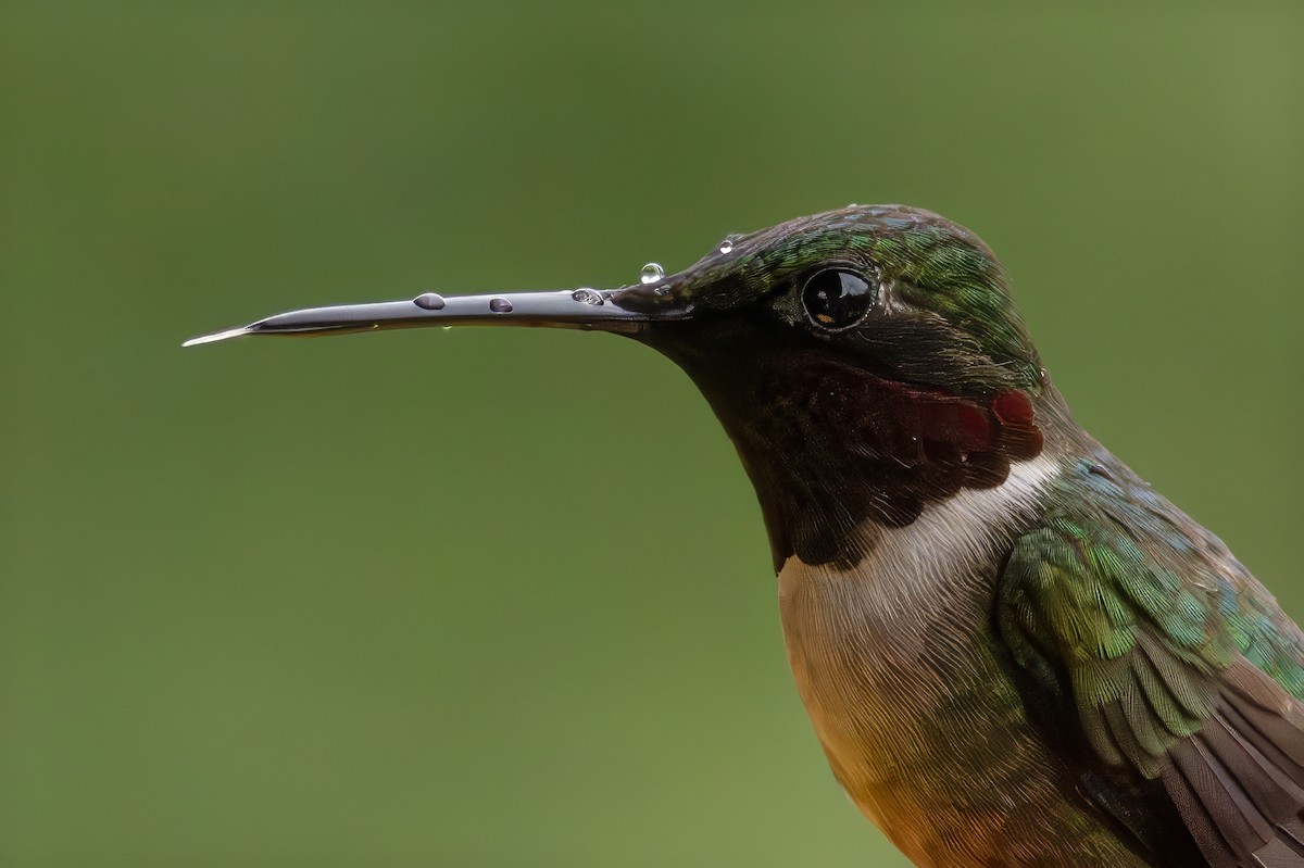 Ruby-throated Hummingbird - ML619825256