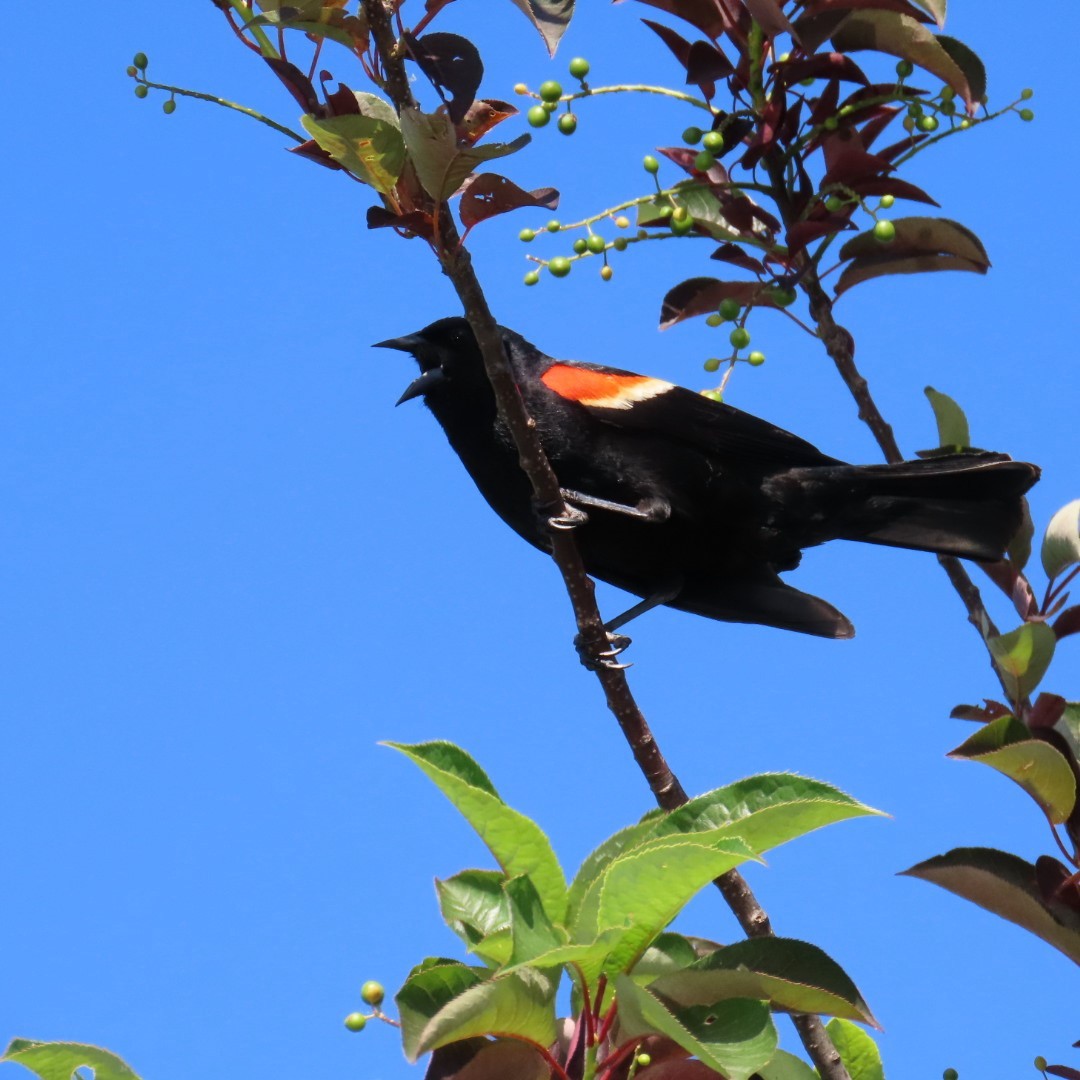 Red-winged Blackbird - ML619825257
