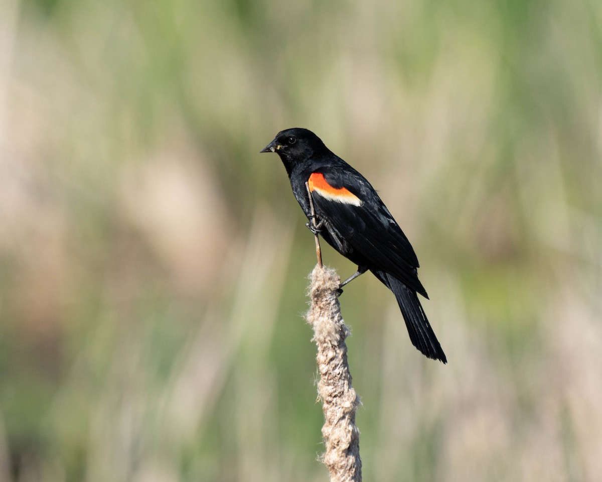 Red-winged Blackbird - ML619825288