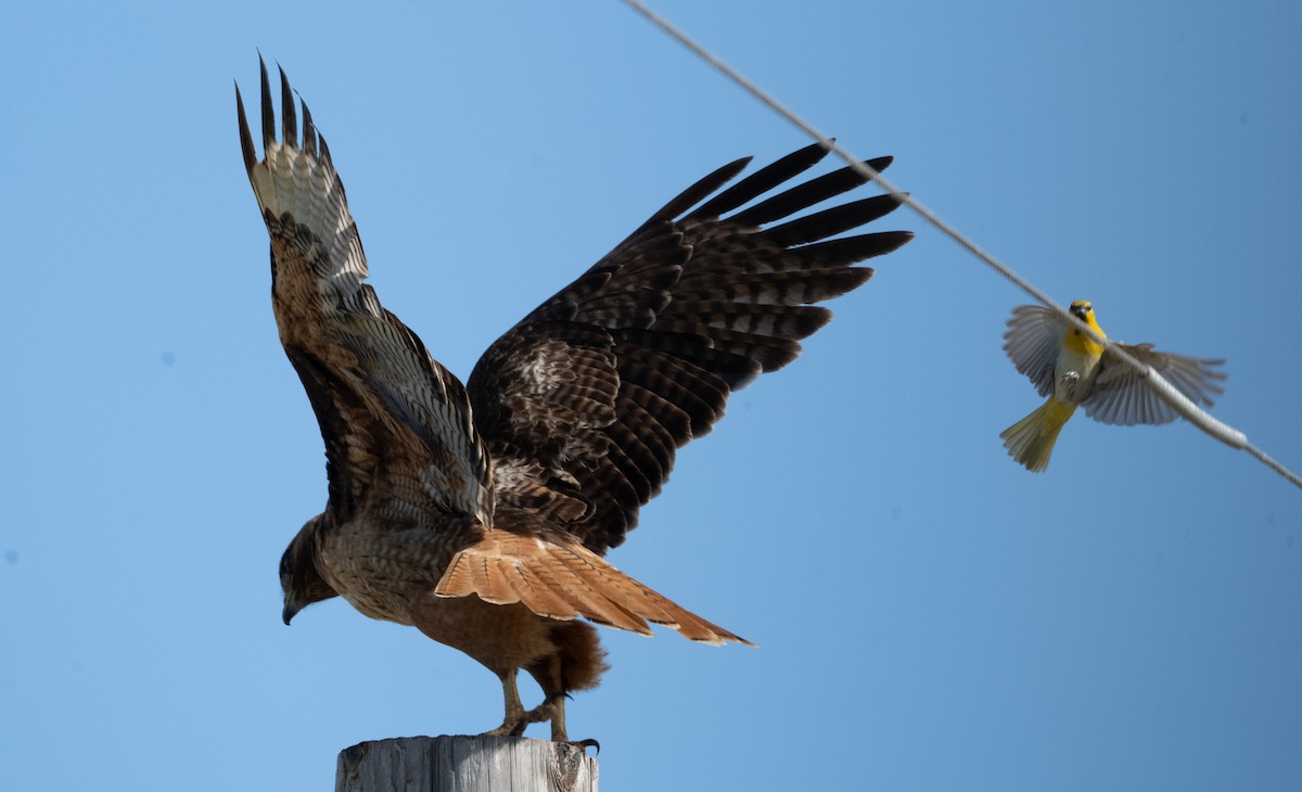 Red-tailed Hawk - ML619825290