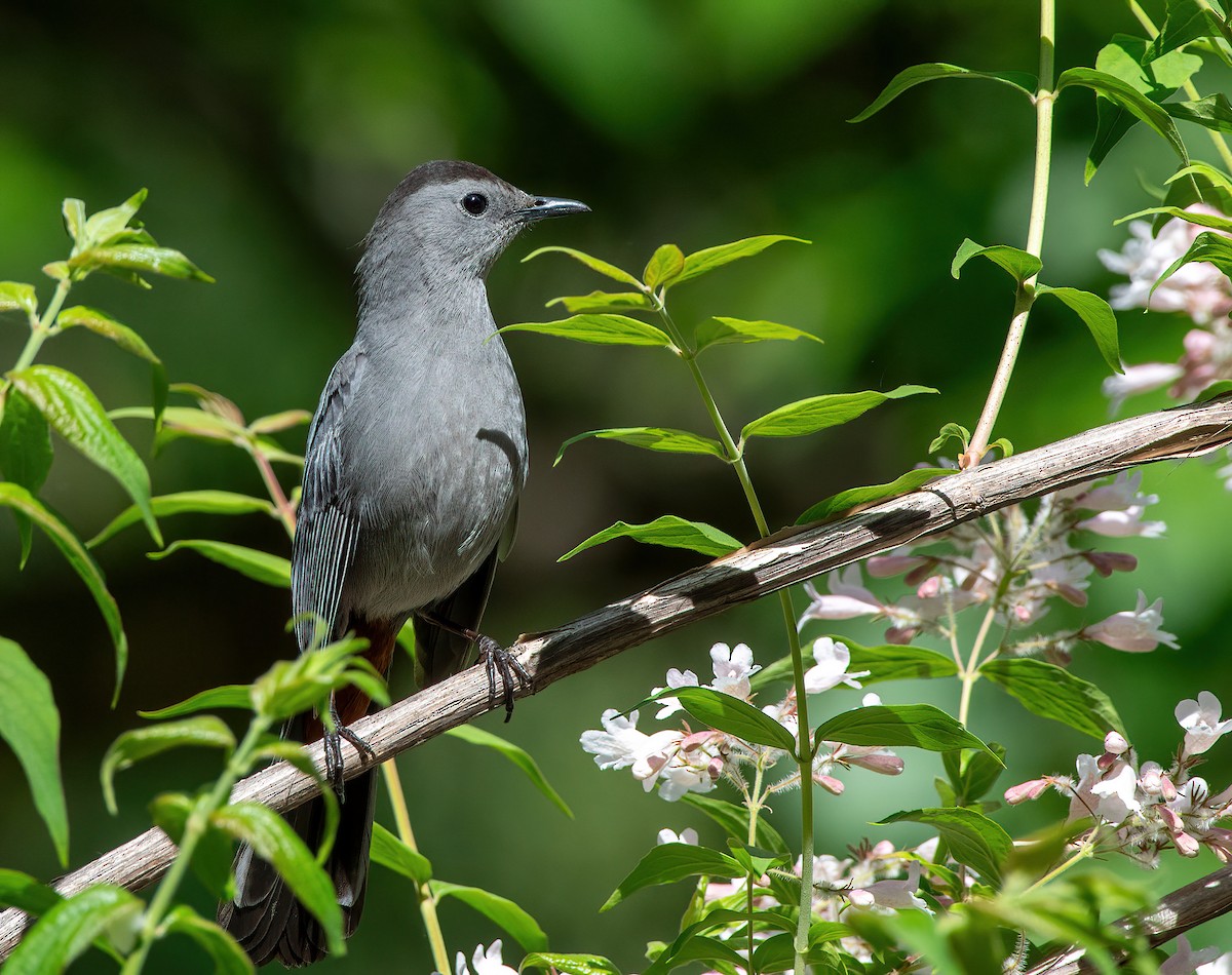 Gray Catbird - ML619825327