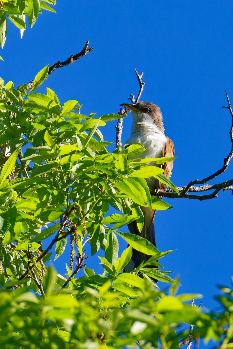 Yellow-billed Cuckoo - ML619825348