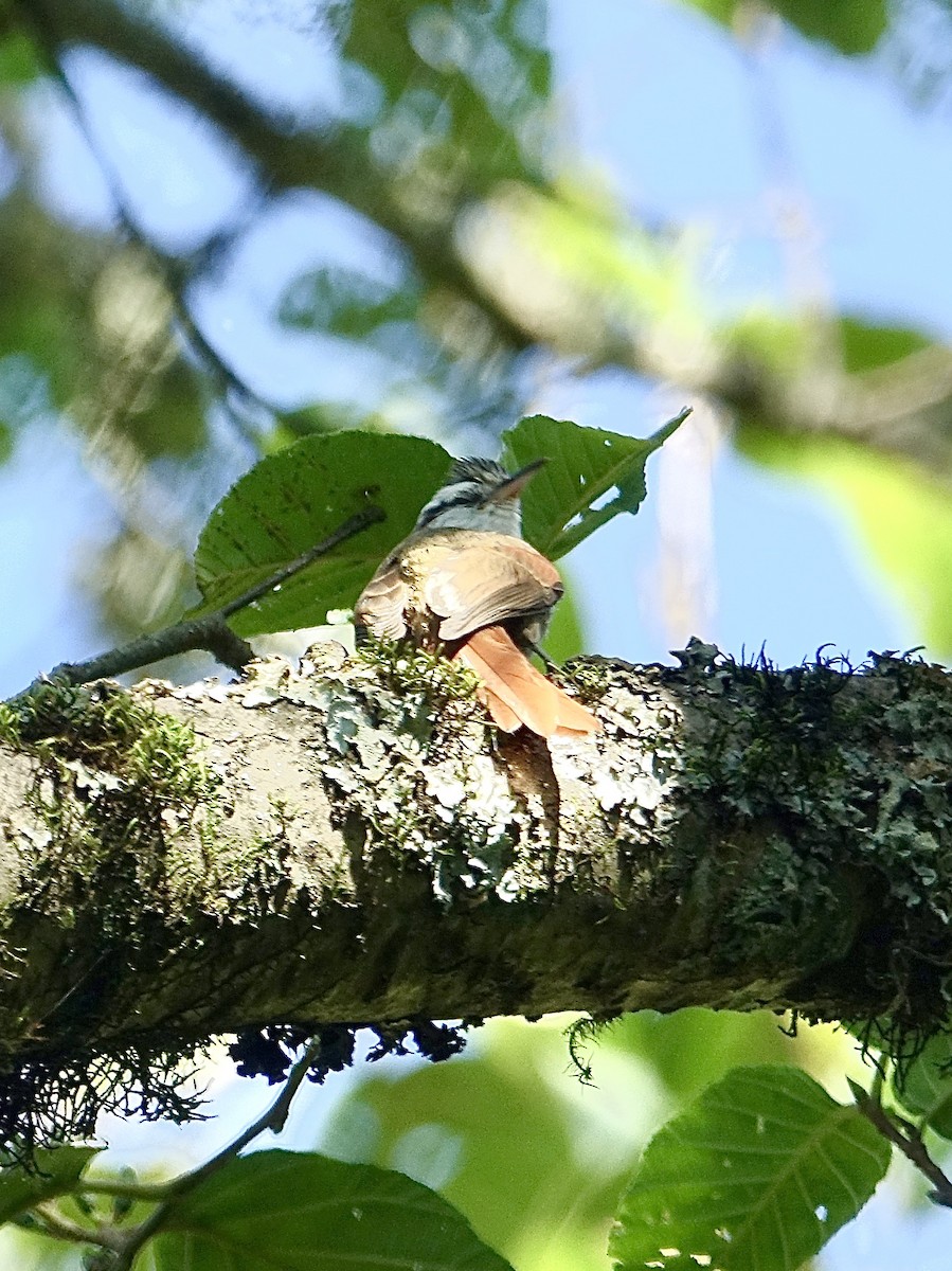 Narrow-billed Woodcreeper - ML619825390