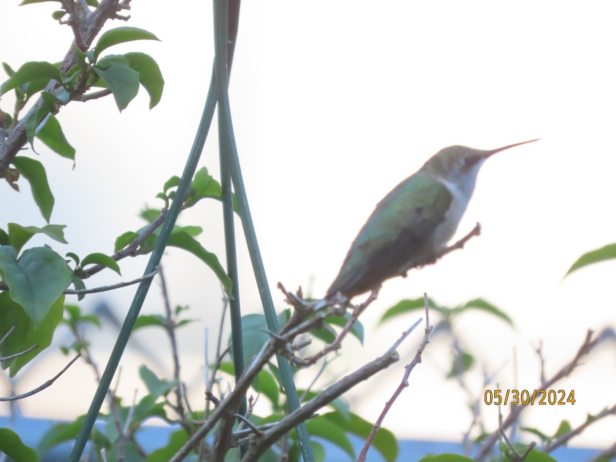 Ruby-throated Hummingbird - ML619825399