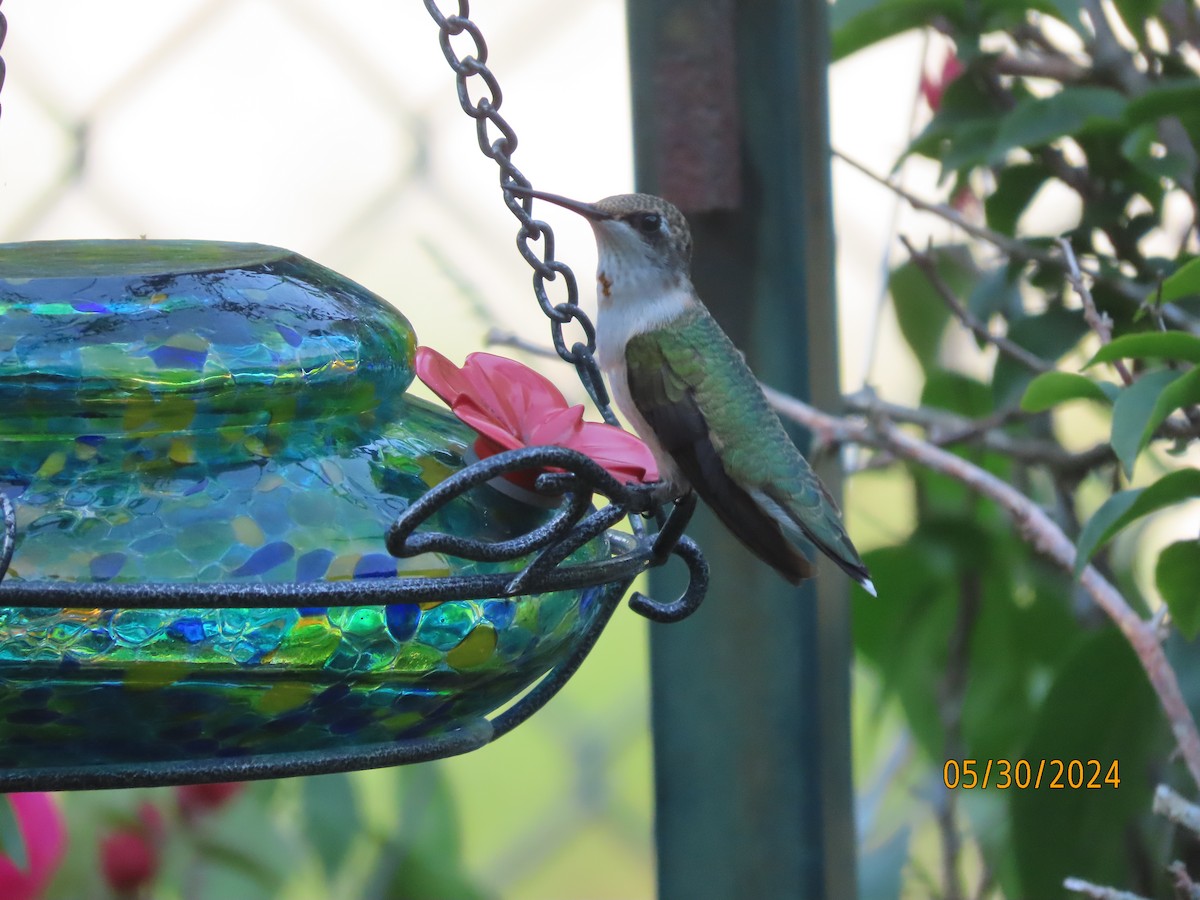 Ruby-throated Hummingbird - ML619825400