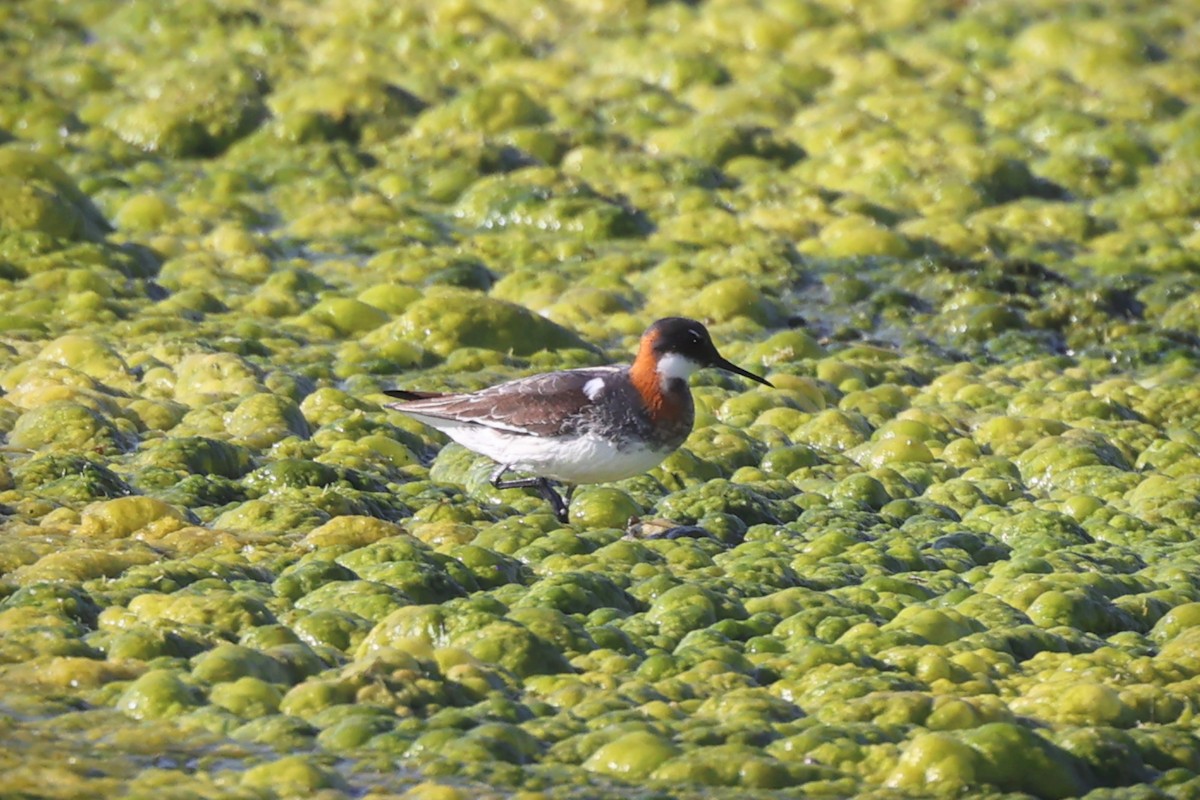 Red-necked Phalarope - ML619825403