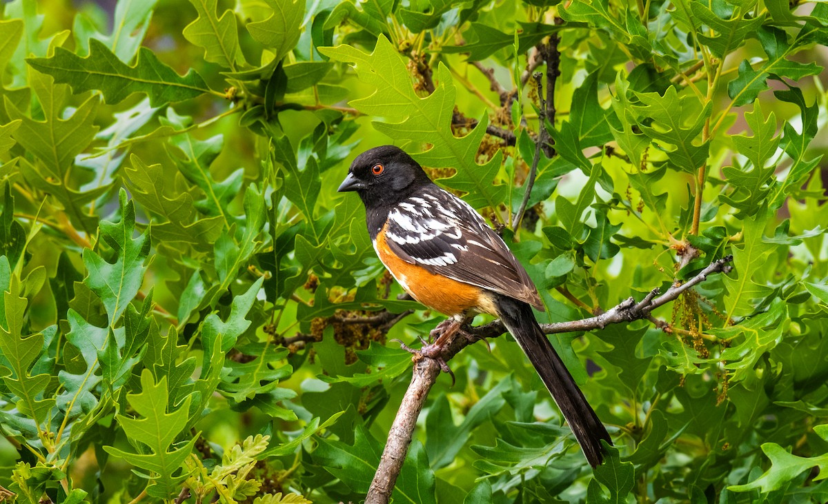 Spotted Towhee - ML619825442