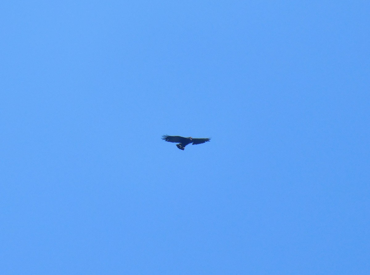 Zone-tailed Hawk - ML619825453