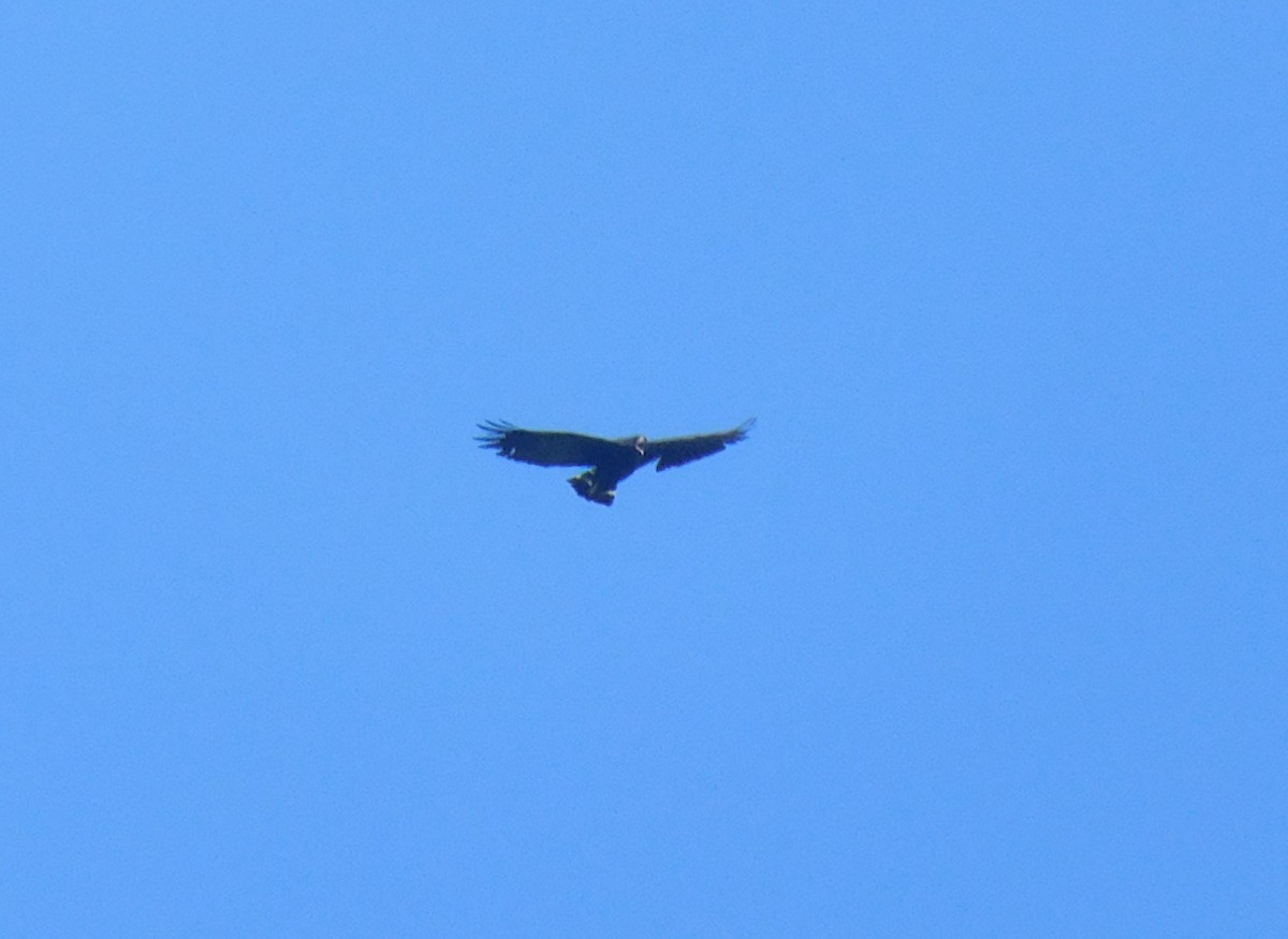 Zone-tailed Hawk - ML619825459