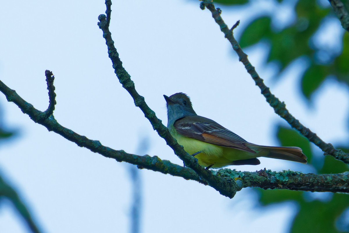 Great Crested Flycatcher - ML619825468