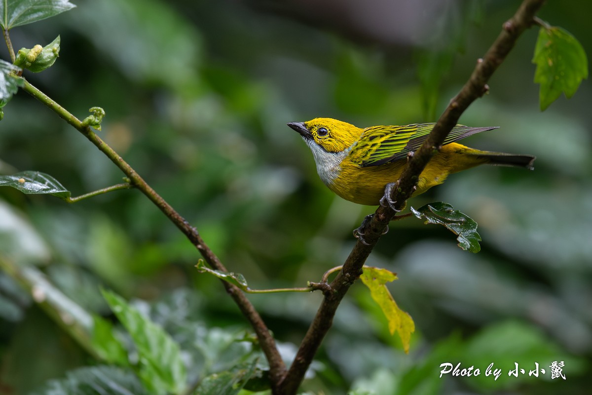 Silver-throated Tanager - ML619825527