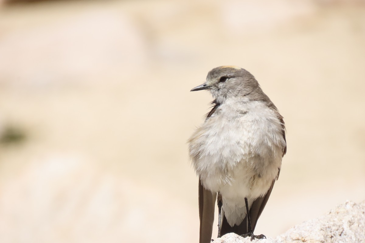 Ochre-naped Ground-Tyrant - ML619825536