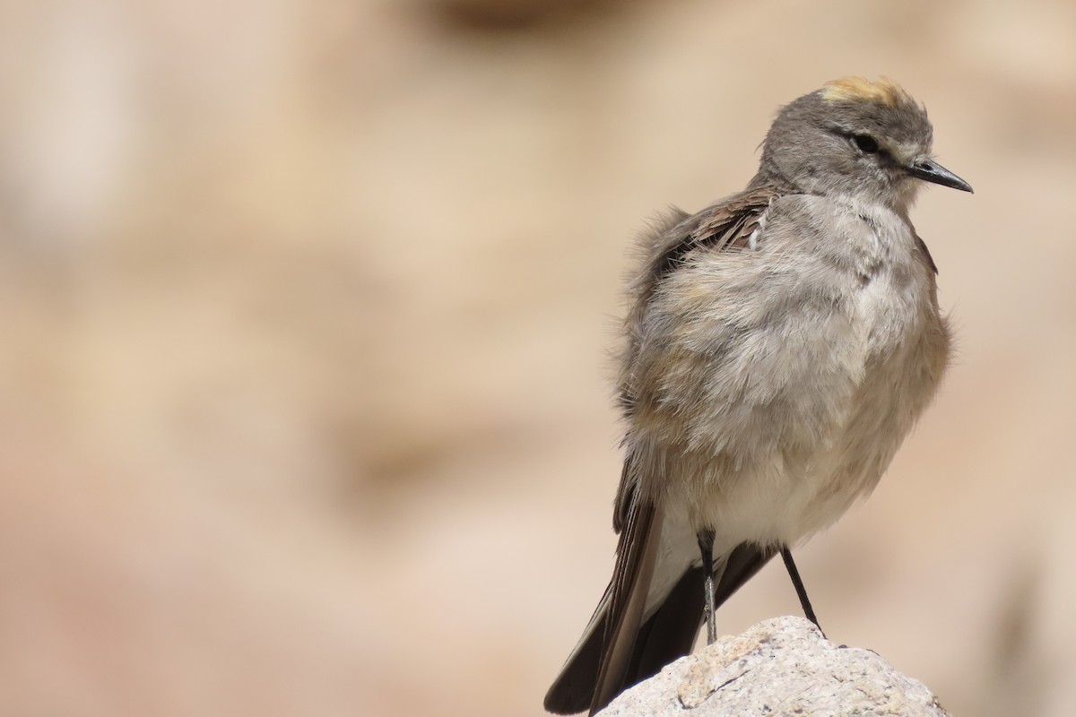 Ochre-naped Ground-Tyrant - Lior Dor