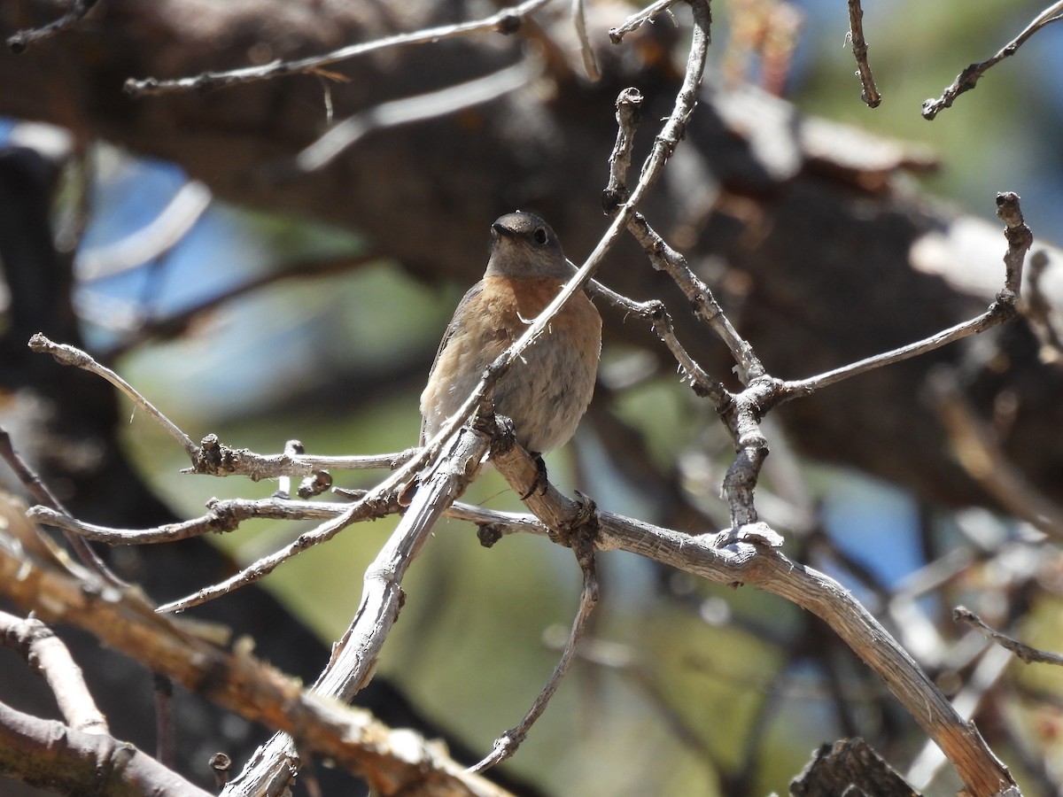 Western Bluebird - ML619825551