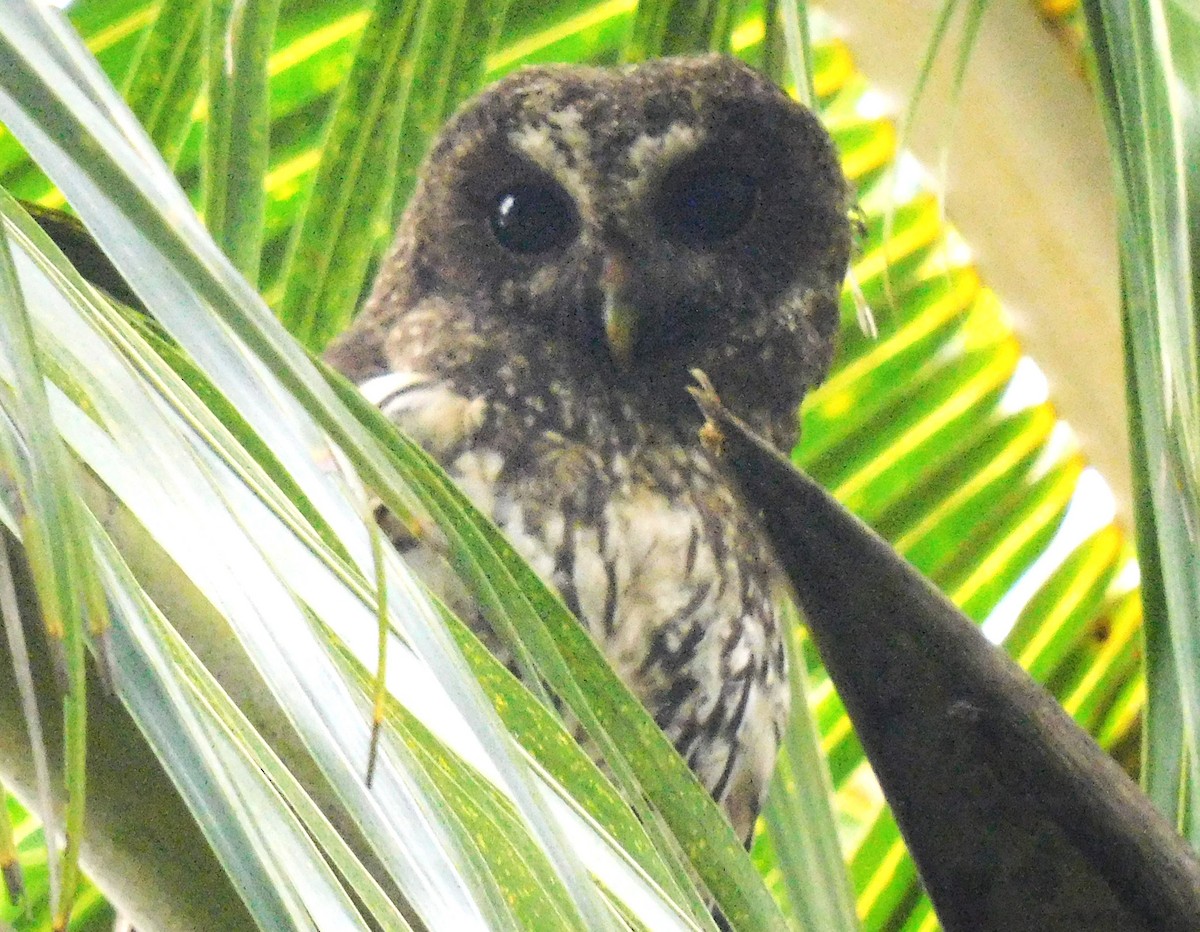 Mottled Owl - ML619825556