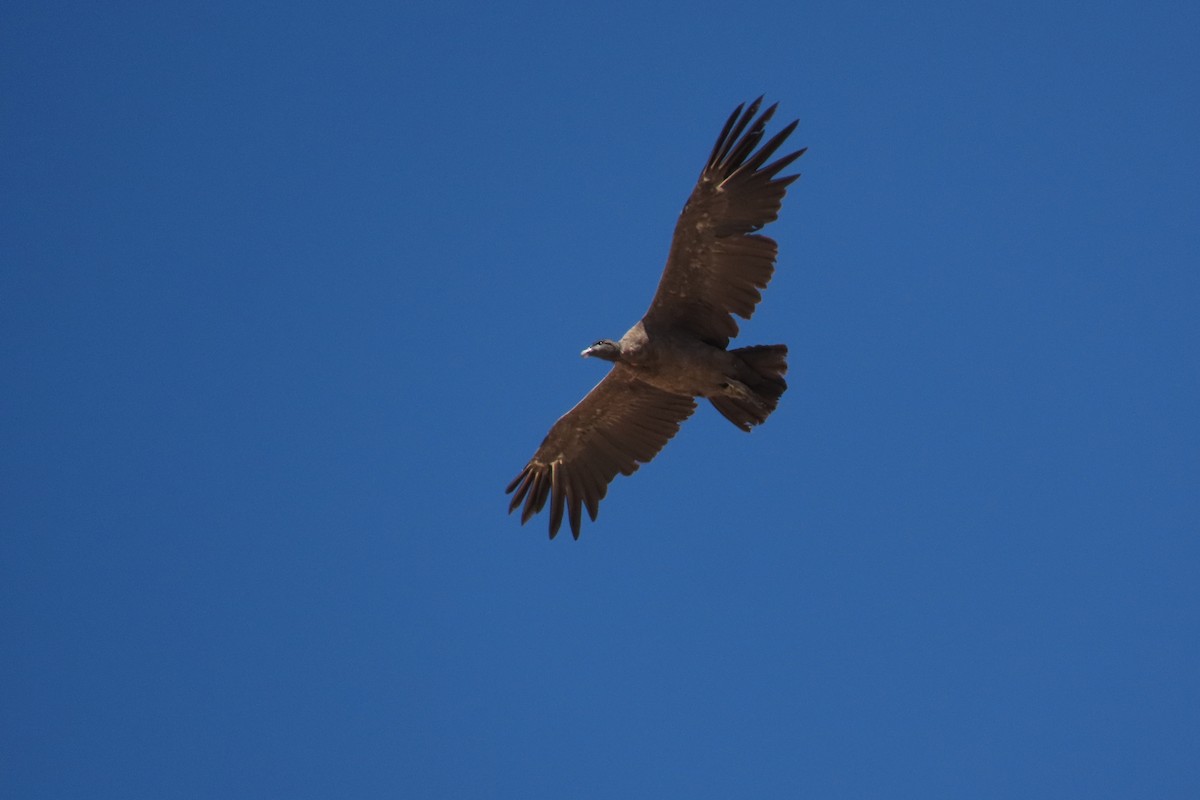 Condor des Andes - ML619825567