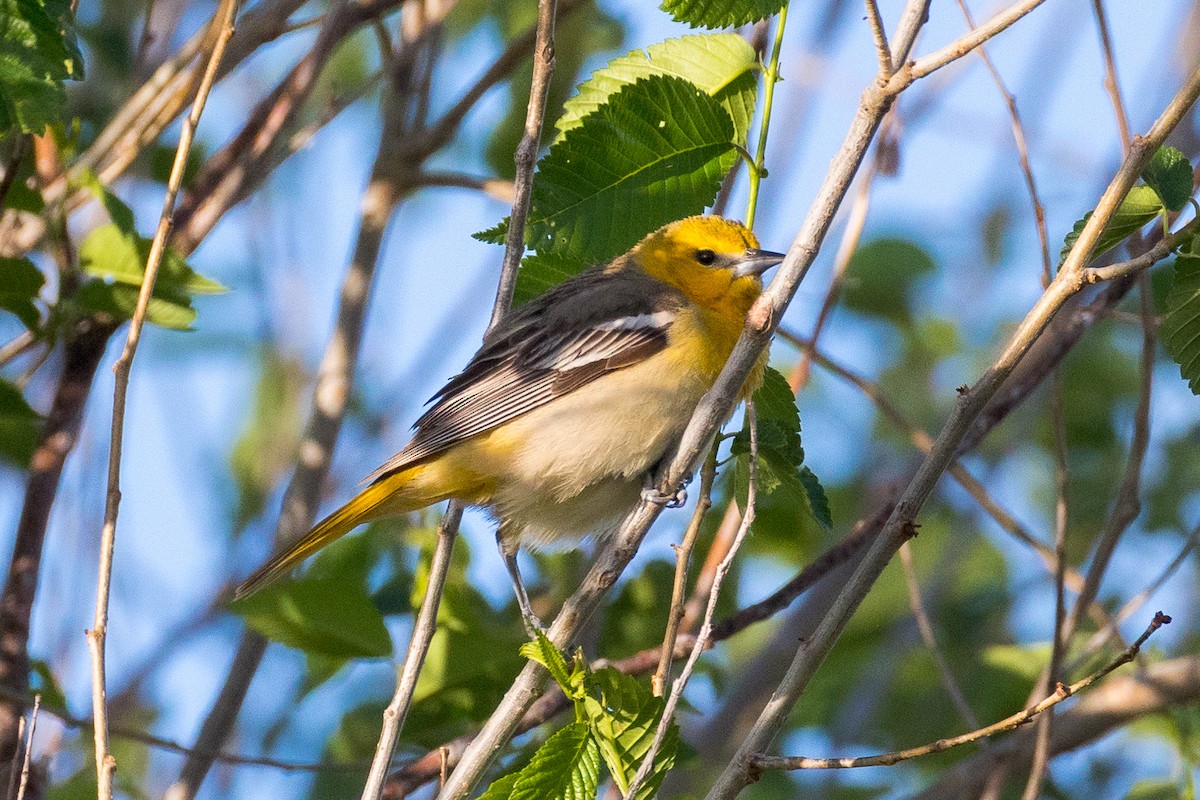 Bullock's Oriole - ML619825569