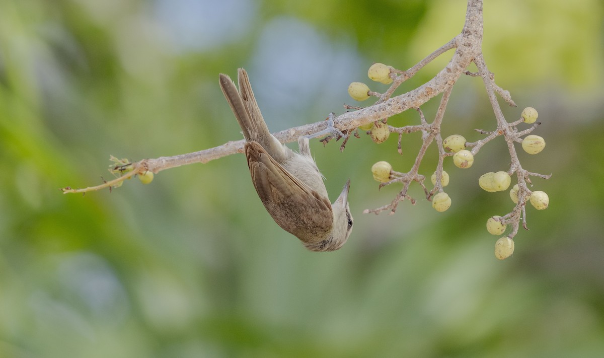 Yucatan Vireo - ML619825572